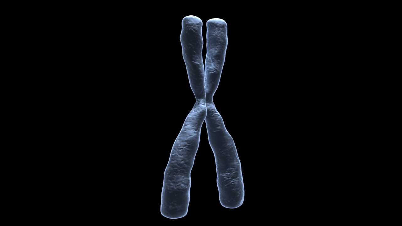 3D Chromosome