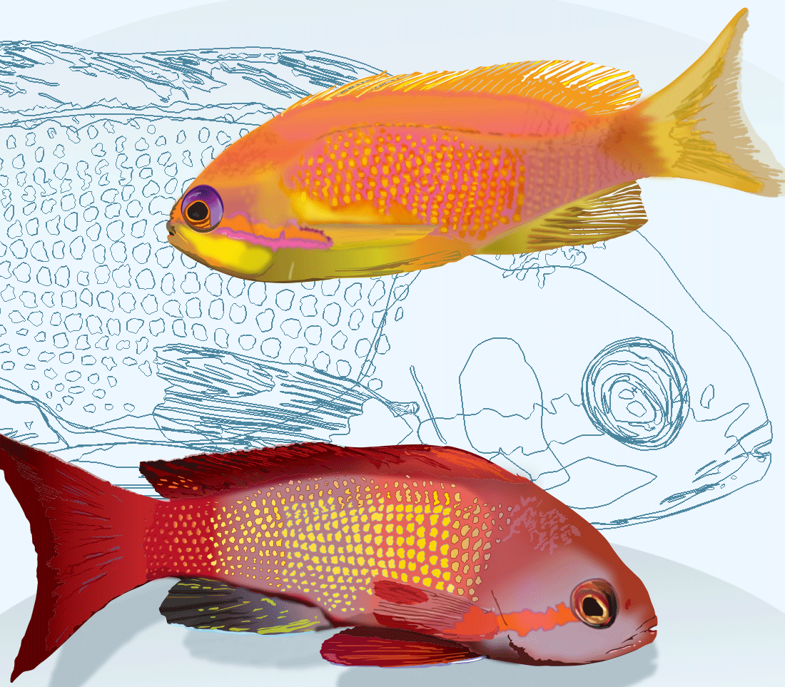 Poissons vectoriels