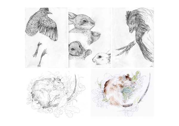 Illustrations et détails de la faune