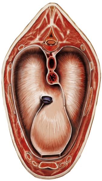 Anatomie animale