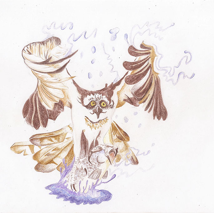 Série de dessin sur les aigles pêcheurs