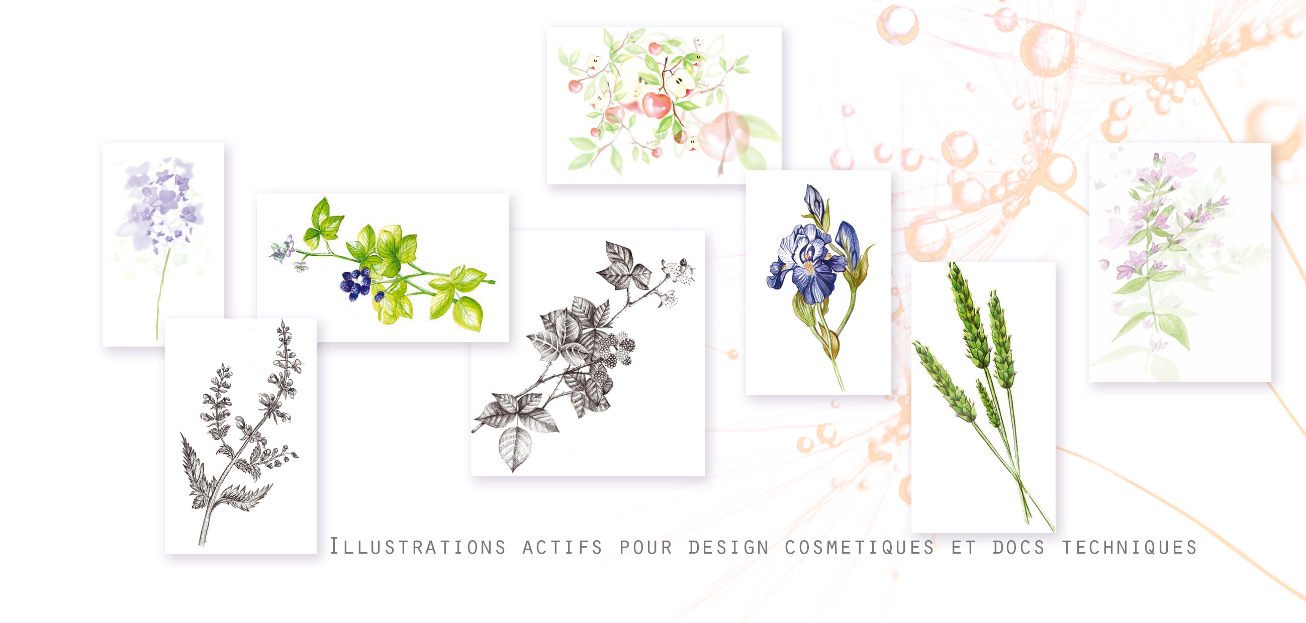 Illustration actifs cosmetiques / et planches illustratives pour dcors Packagin