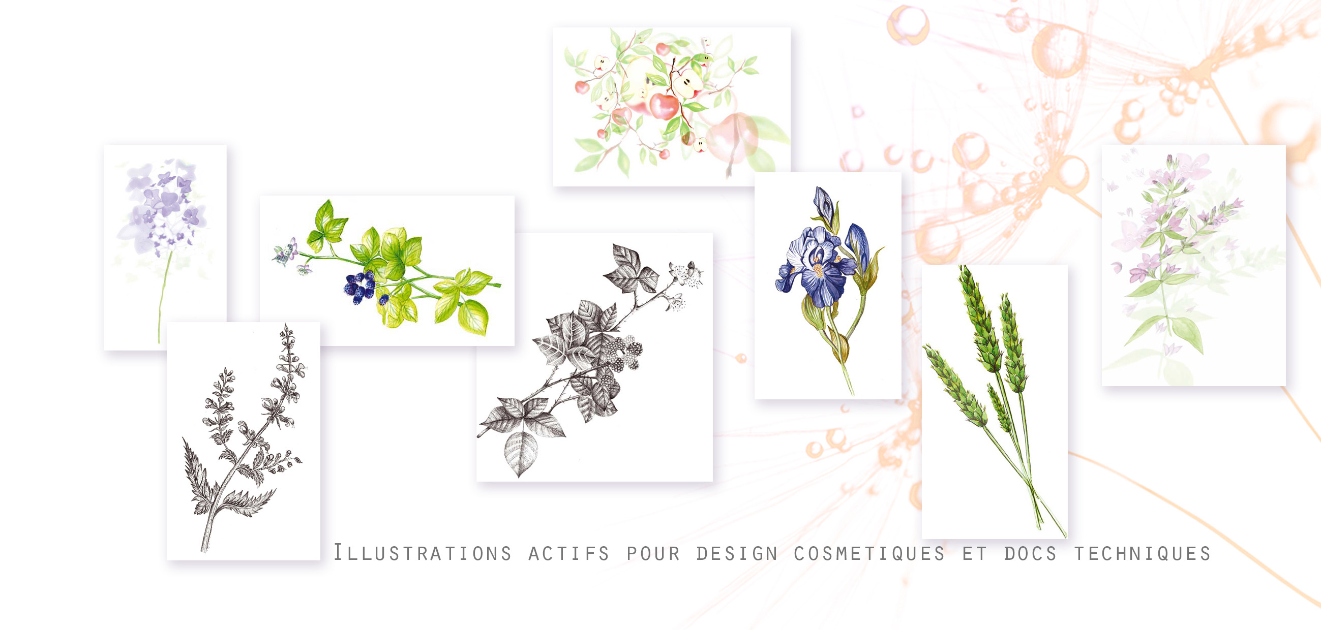 Illustration actifs cosmetiques / et planches illustratives pour décors Packagin