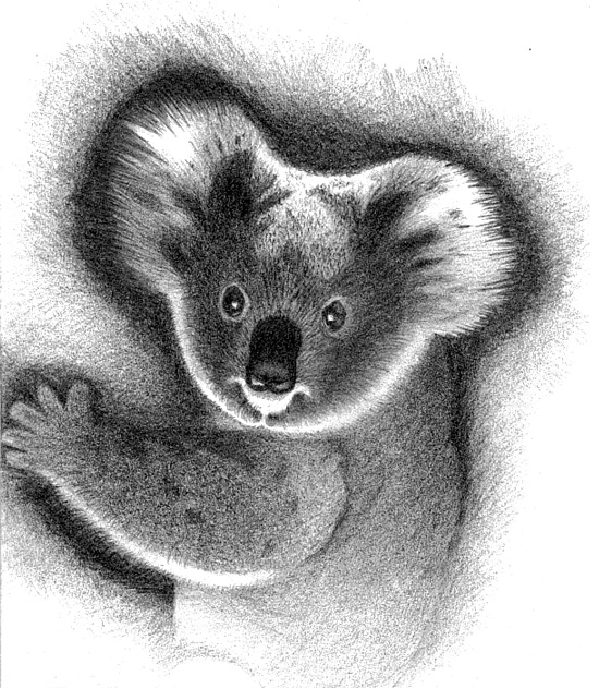 KOALA