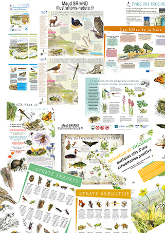Création-graphique-nature-maud-briand