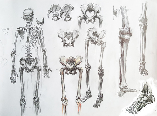 Etude anatomie