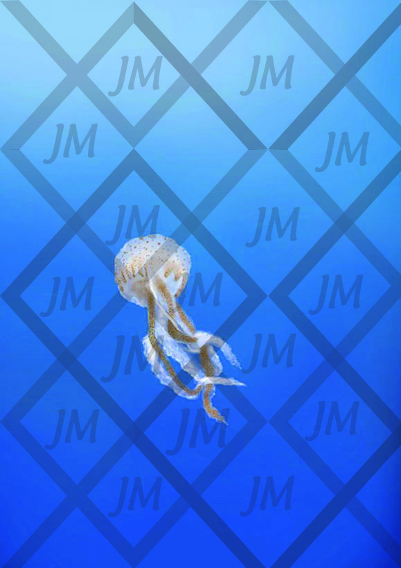 illustration numérique : medusia