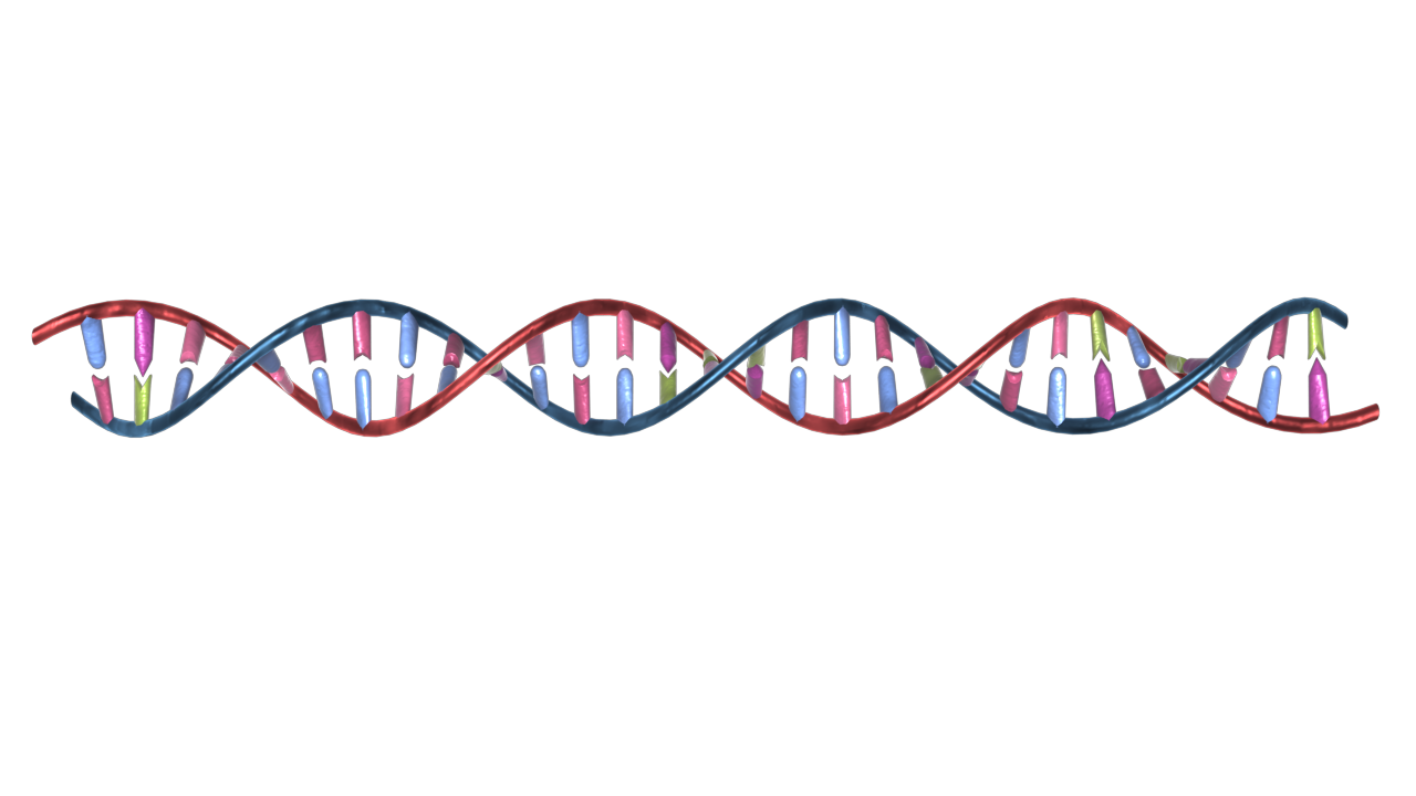 3D DNA helix