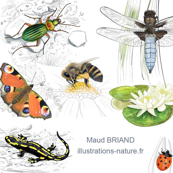 DESSINS NATURALISTES