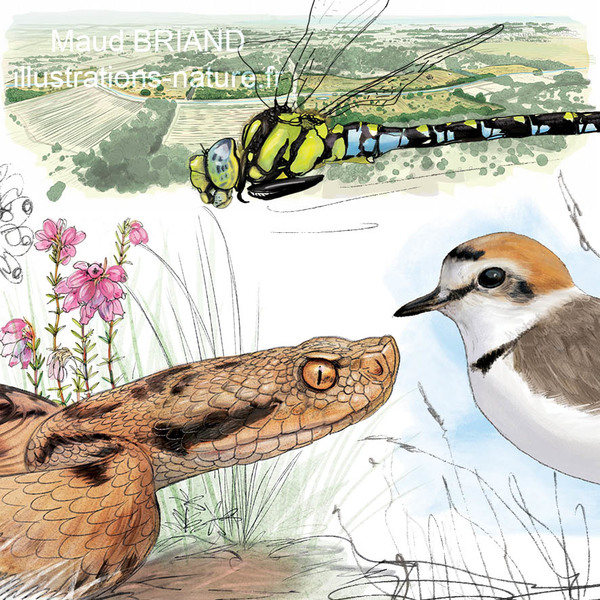dessins animaliers et naturalistes 