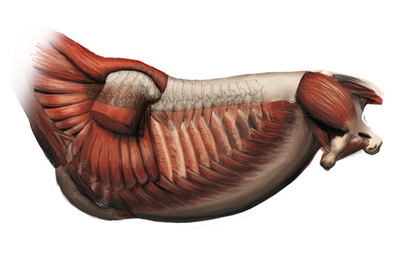 Anatomie animale