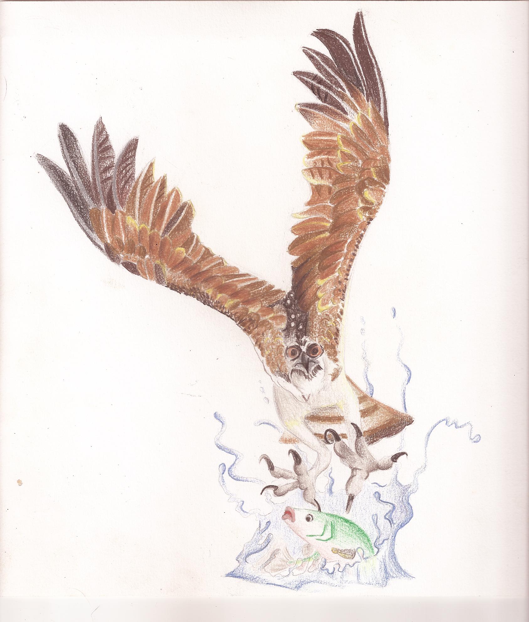 Série de dessin sur les aigles pêcheurs