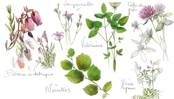 DESSIN BOTANIQUE