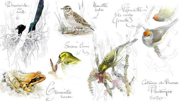 croquis naturaliste animalier