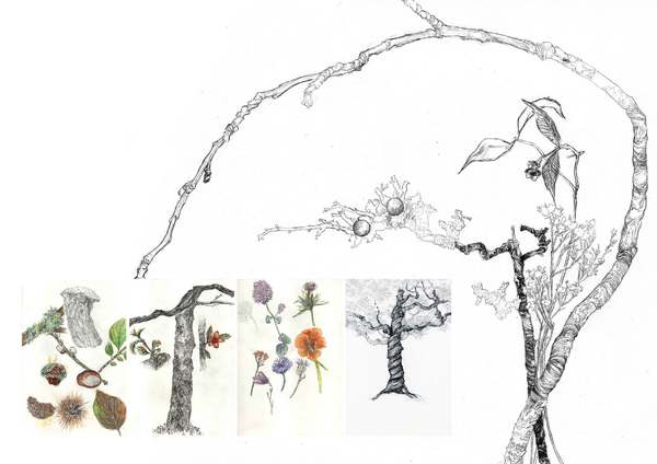 Illustrations et détails de la flore