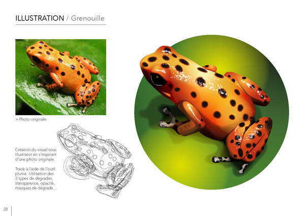 Illustration GRENOUILLE