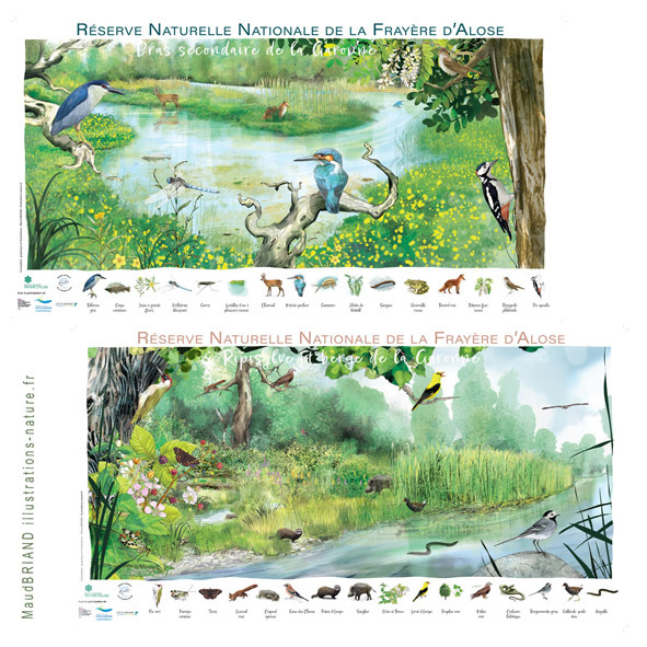 illustrations naturalistes écosystèmes faune flore